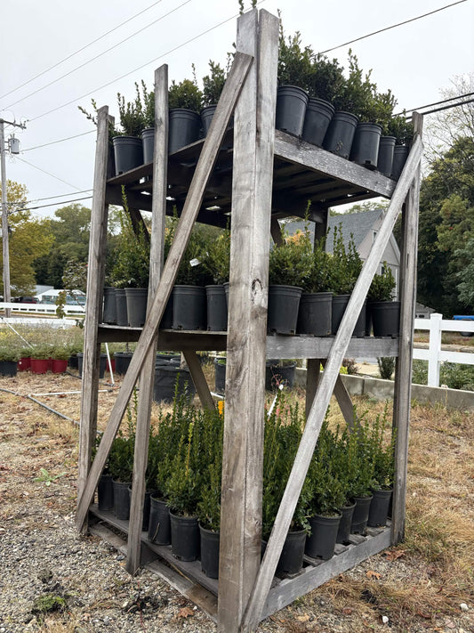 Full pallet - Green velvet boxwood 1 gallon (60 plants)