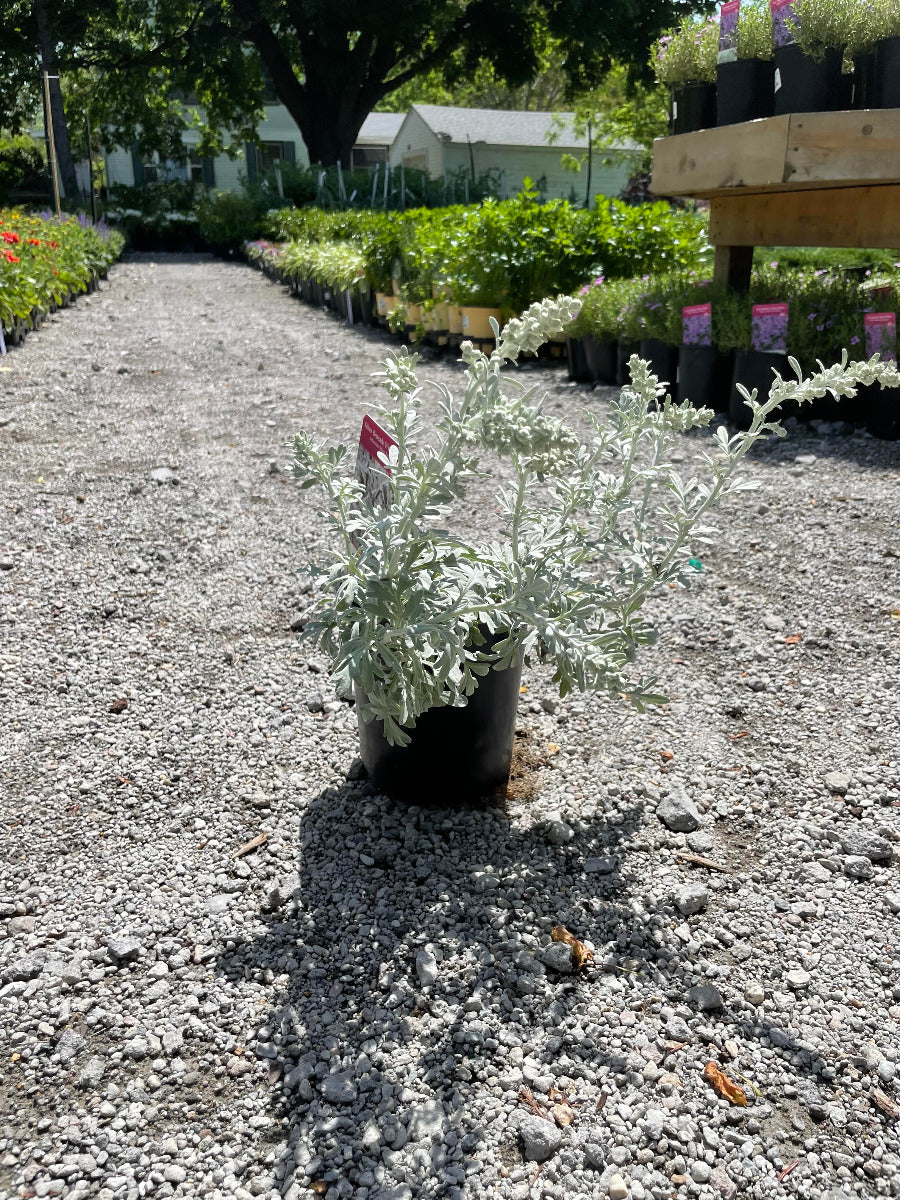'Silver Brocade' Wormwood