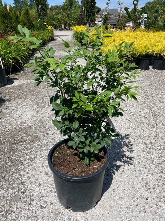 'Compacta' Burning Bush