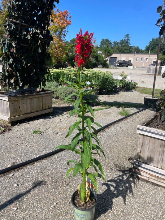 Cardinal Flower