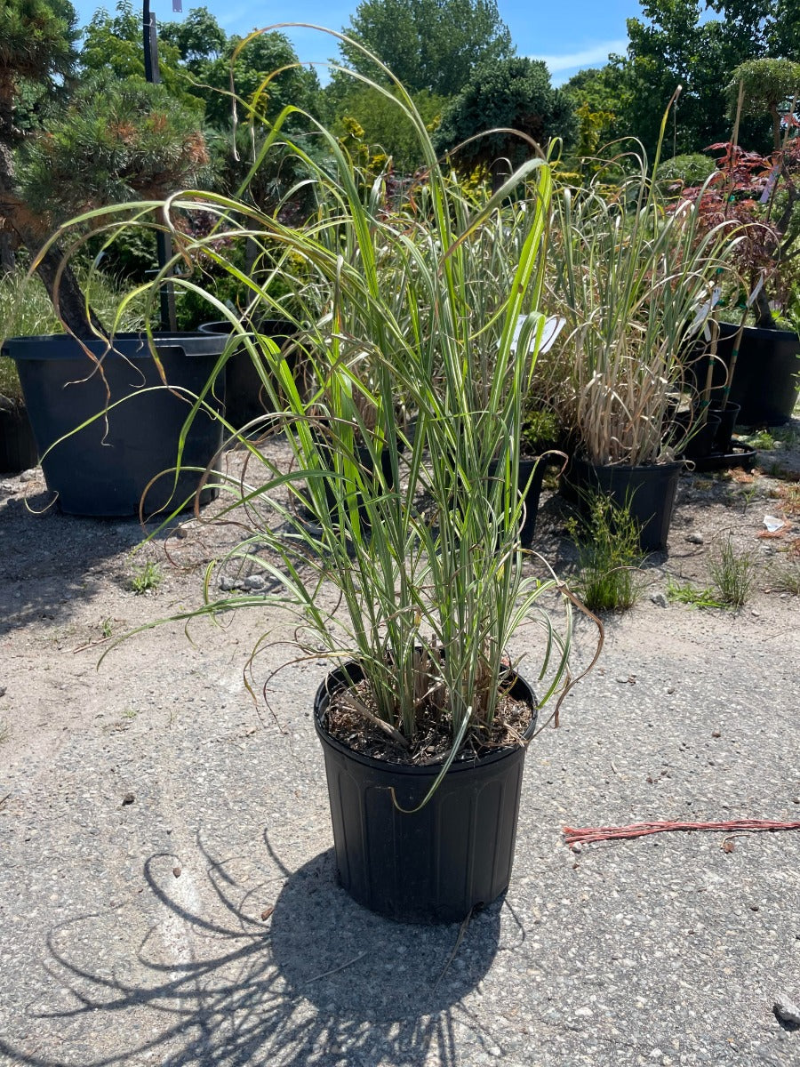 Cabaret Miscanthus