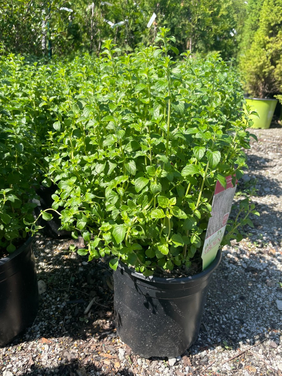 Calamint