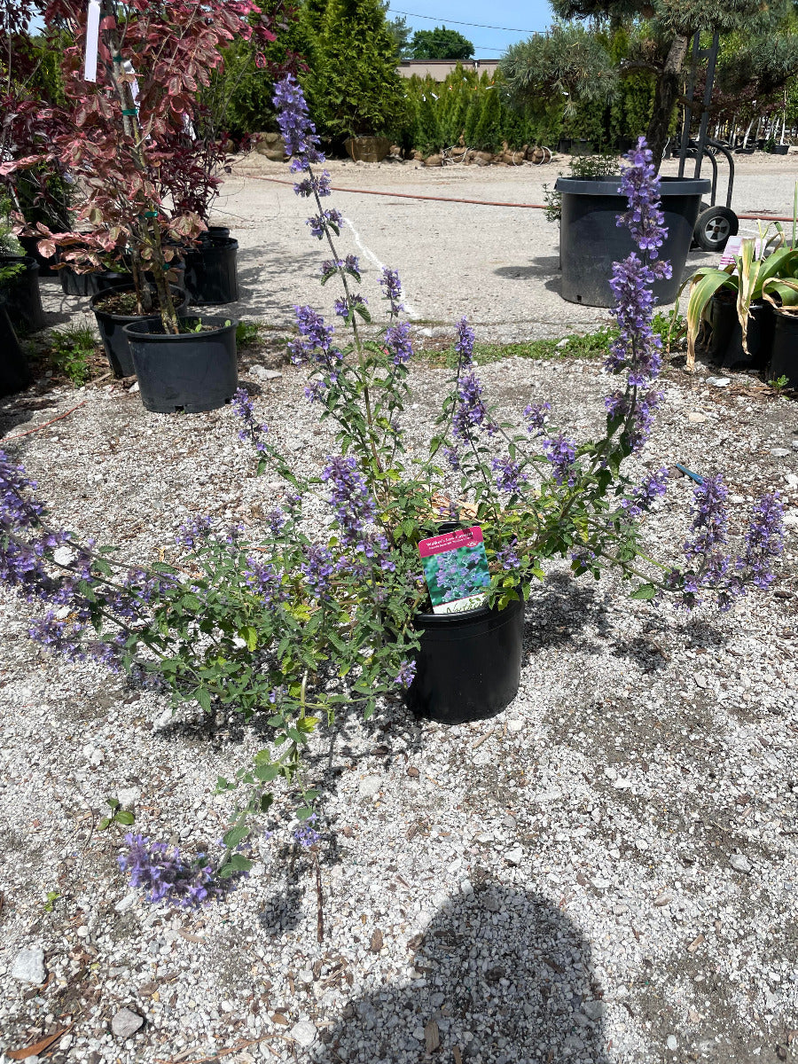 'Walker's Low' Catmint