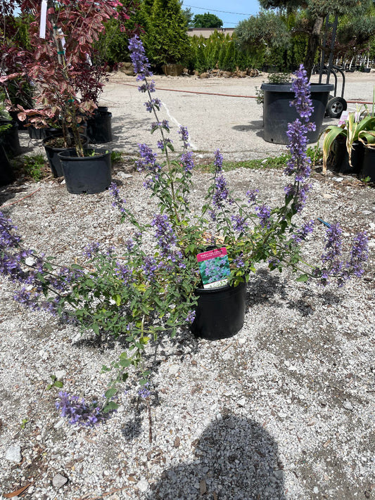 'Walker's Low' Catmint