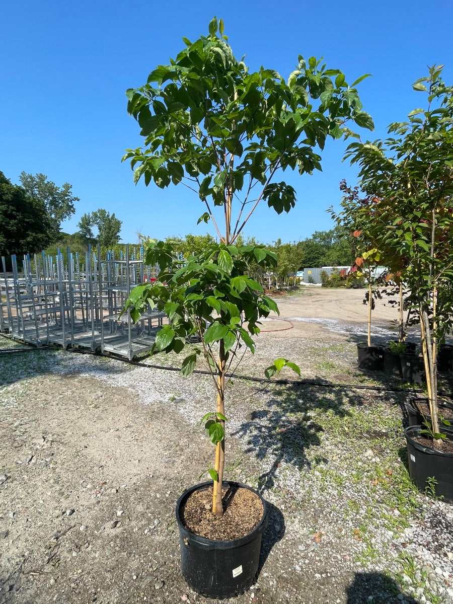 Cherokee Princess Dogwood