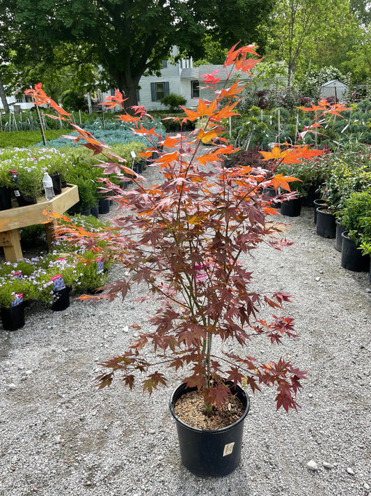 Cider Hill Japanese Maple