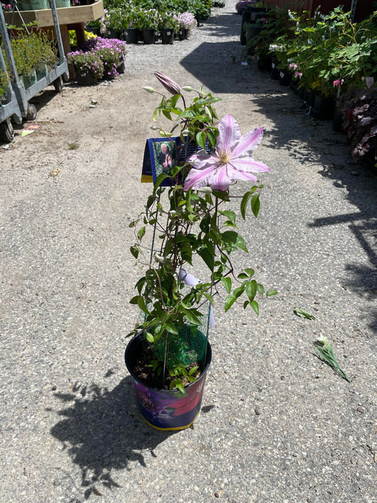 'Sally' Clematis