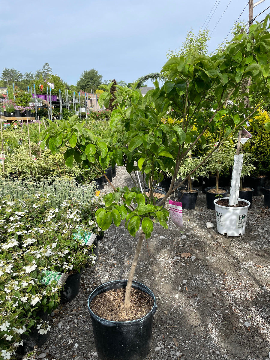 'Cloud 9' Flowering Dogwood