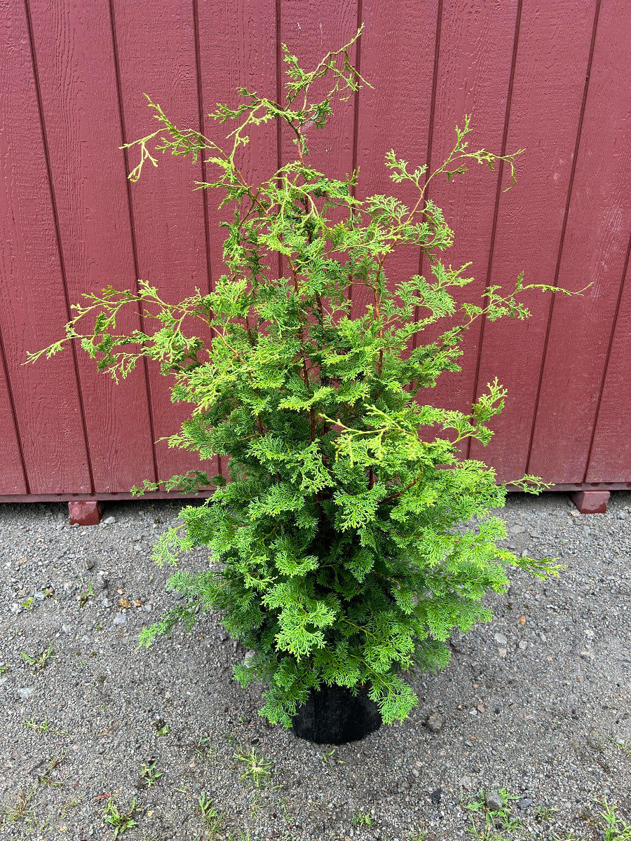 Compact Hinoki Cypress