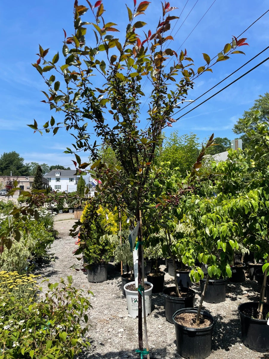 Prairifire Crabapple