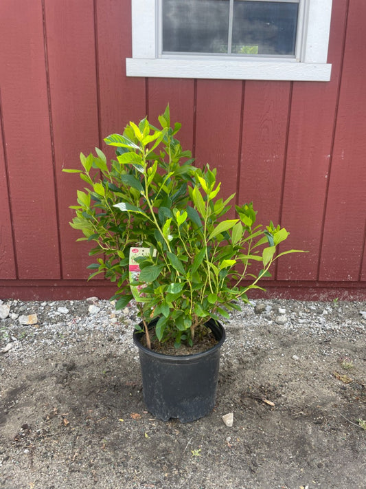 Ruby Spice Summersweet