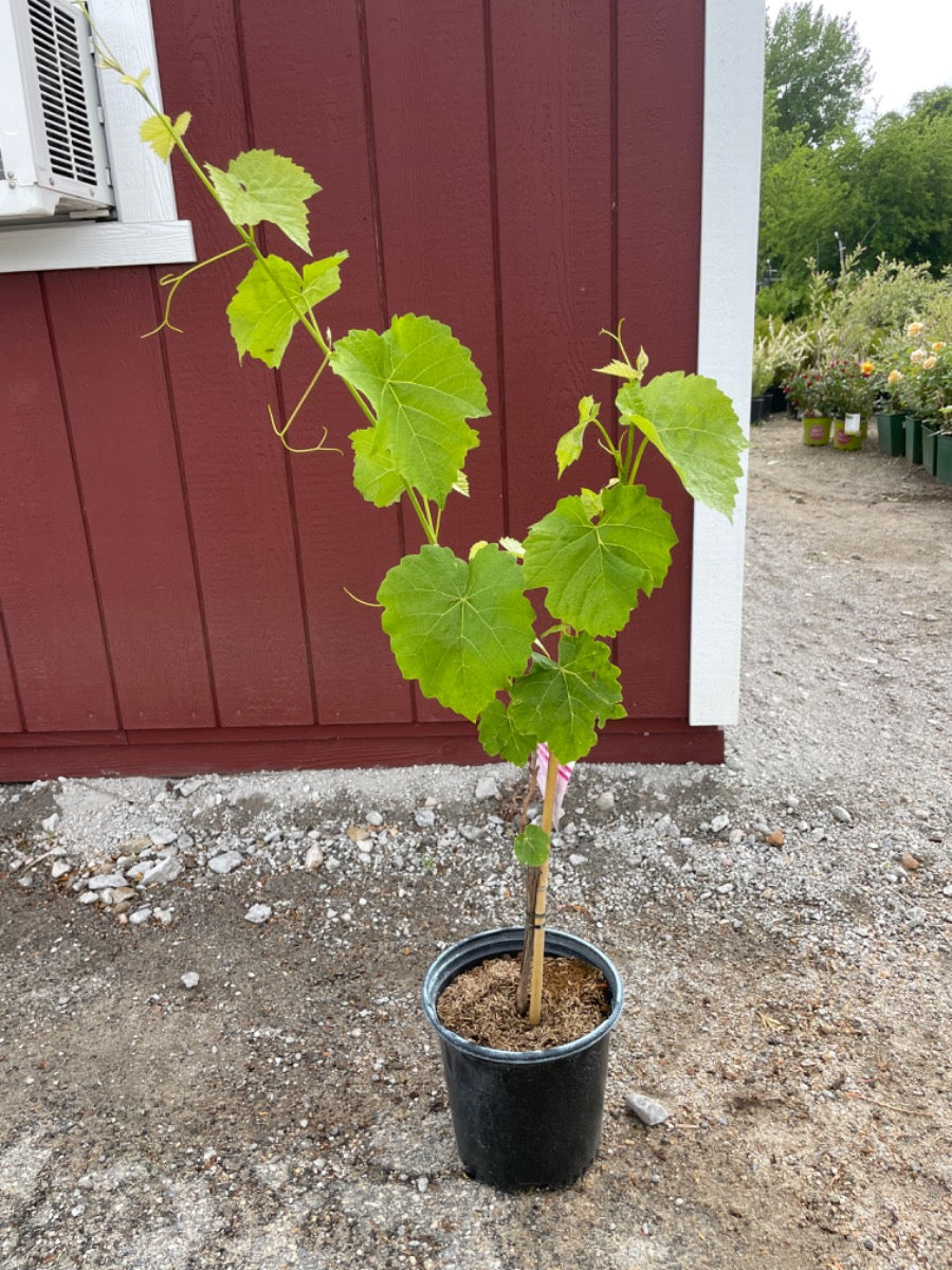 Cayuga White Grape
