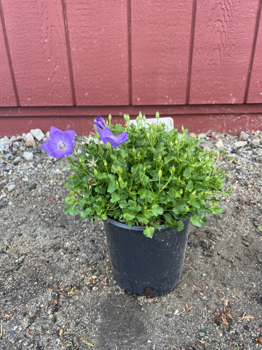 Rapido Blue Bellflower