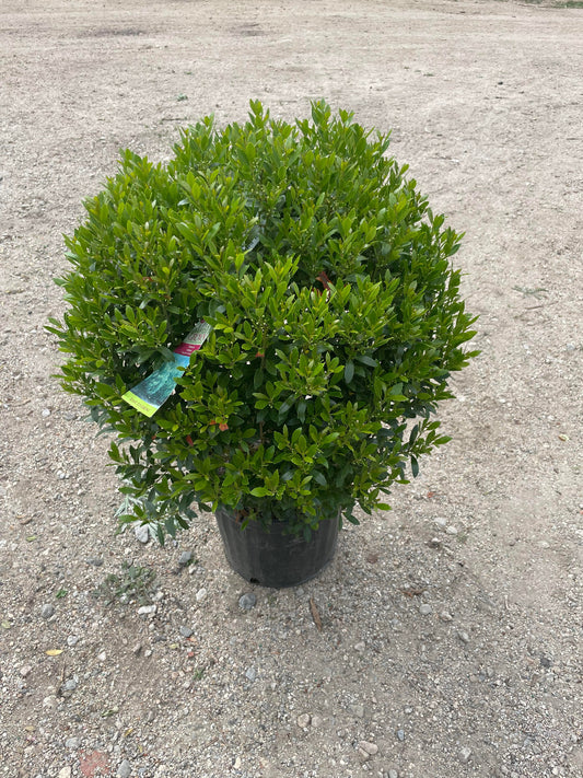 Dense Inkberry Holly