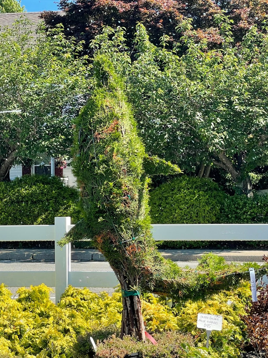 Large Dolphin Emerald Green Arborvitae