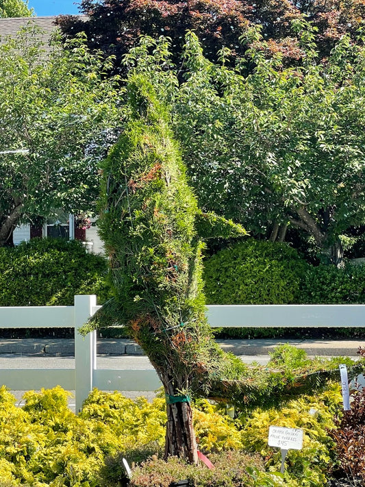Large Dolphin Emerald Green Arborvitae