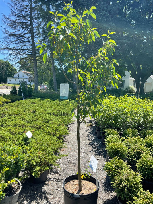 Donald Wyman Crabapple