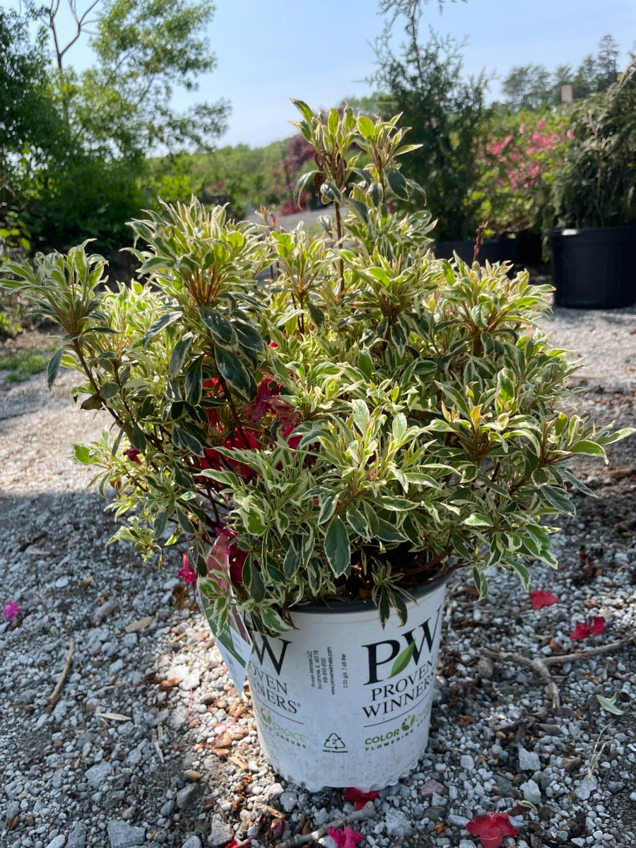 Bollywood Azalea
