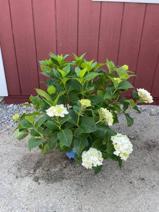 Blushing Bride Hydrangea