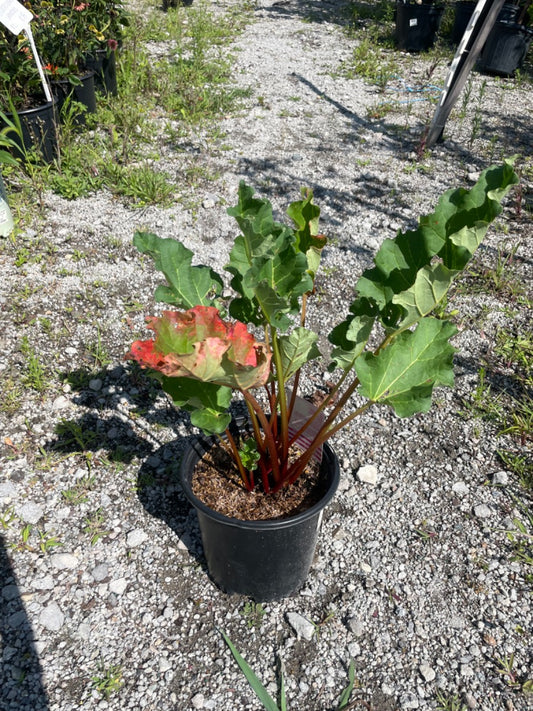Victoria Rhubarb