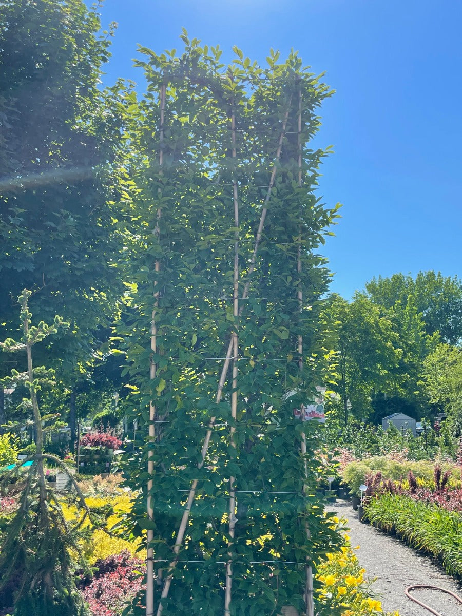 European Hornbeam, Rectangular