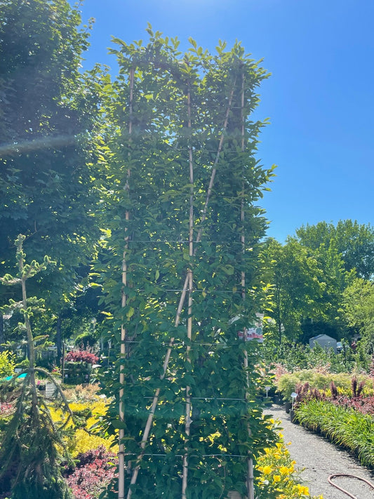 European Hornbeam, Rectangular