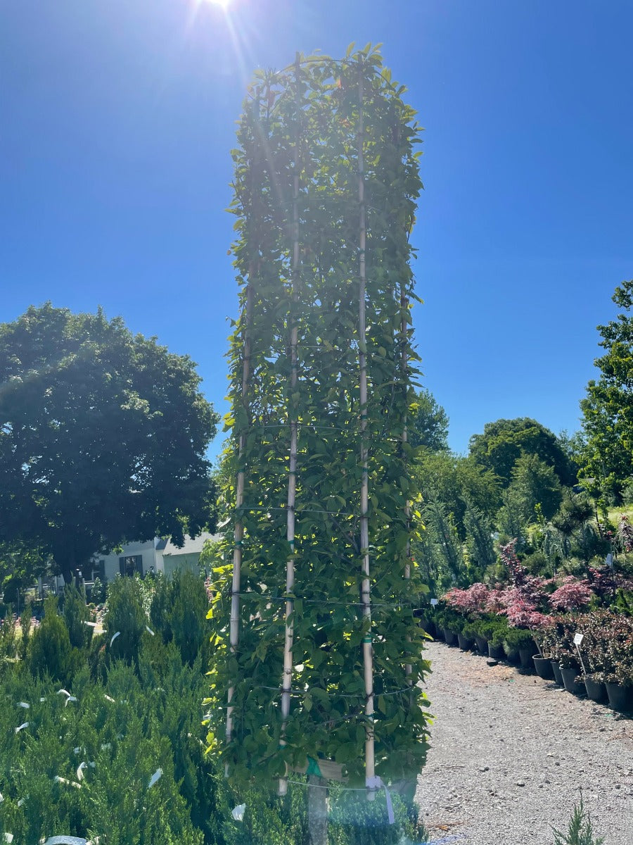 European Hornbeam, Cylindrical
