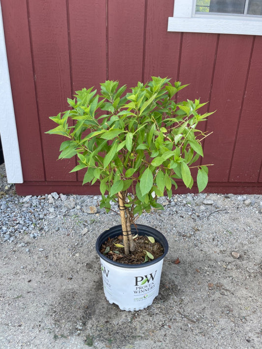 Fire Light Tidbit Hydrangea Tree