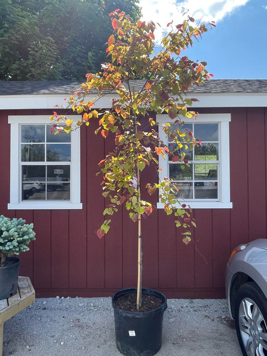 Flamethrower Forest Pansy Redbud