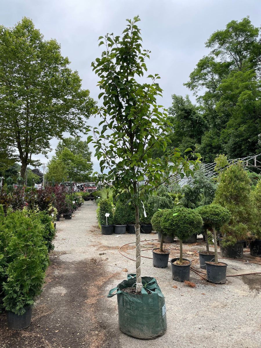 Cleveland Select Flowering Pear
