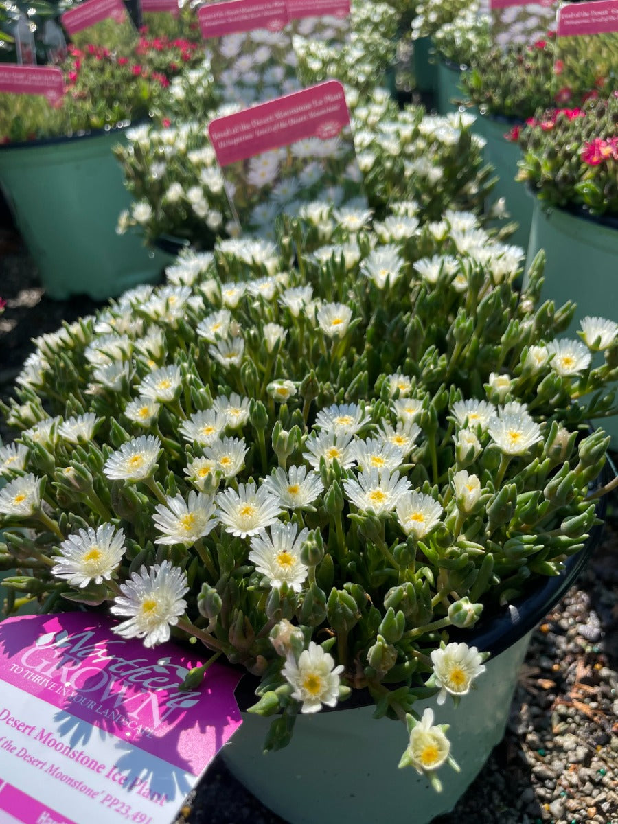 Jewel of Desert Moonstone