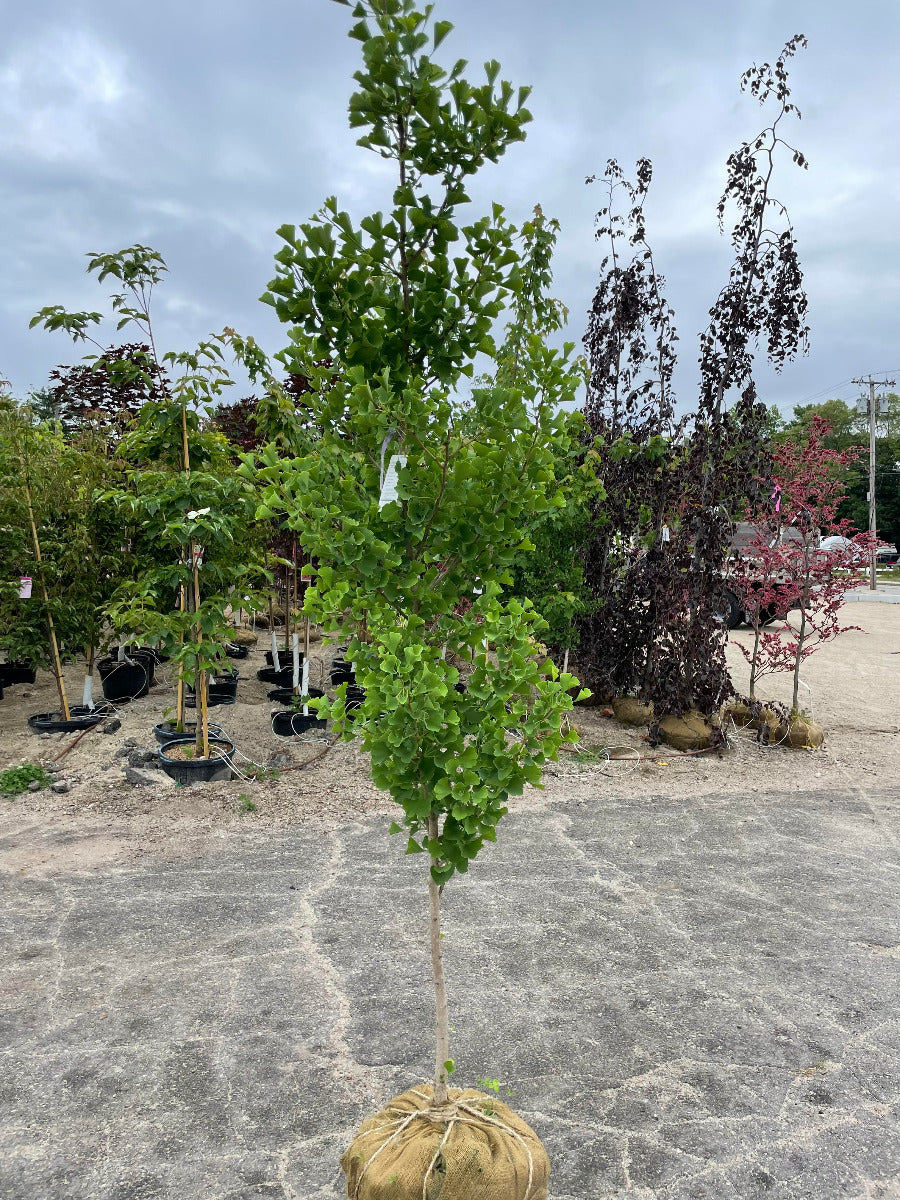 Autumn Gold Ginkgo Tree
