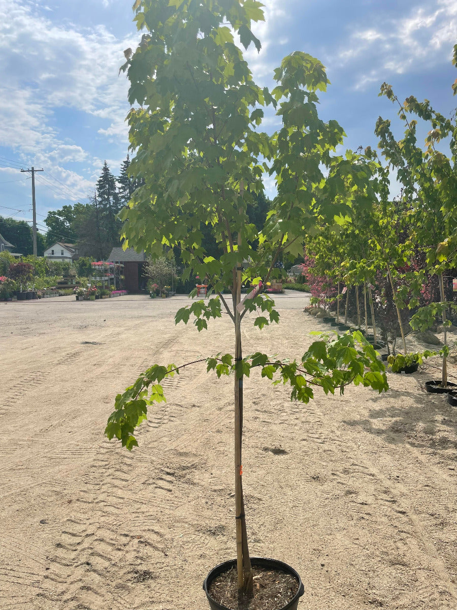 October Glory Red Maple