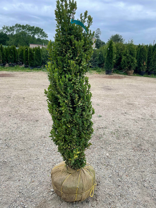 Graham Blandy Boxwood