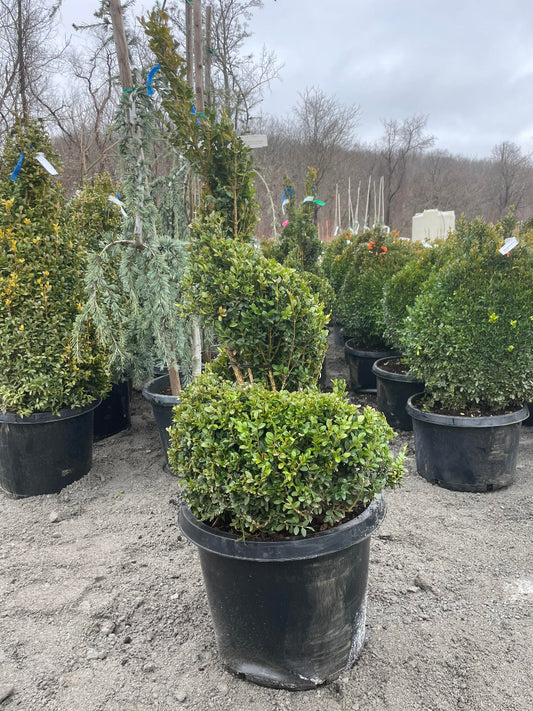 Common Boxwood Spiral