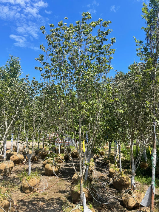 'Heartthrob' Chinese Dogwood