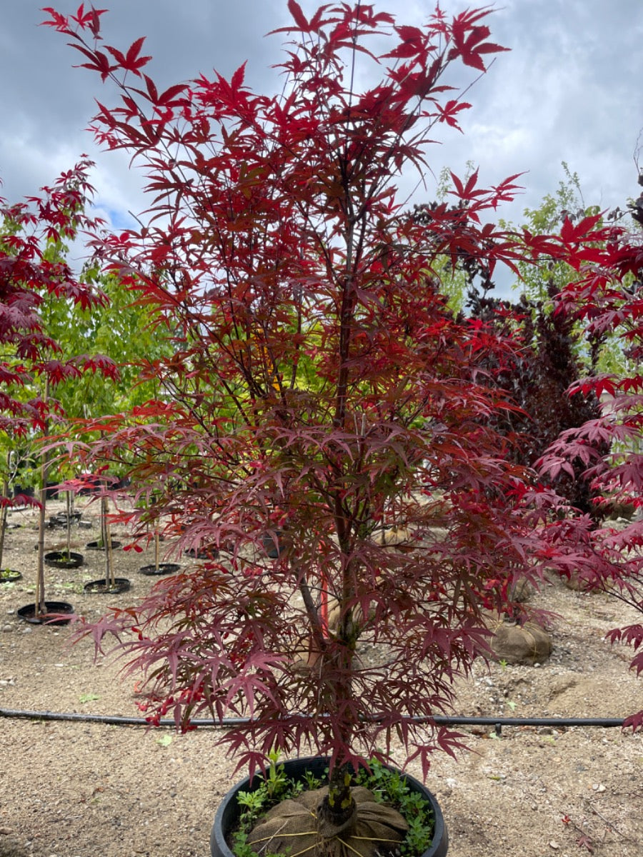 Beni Otake Japanese Maple