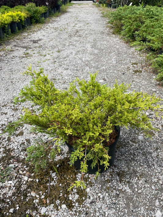'Old Gold' Juniper