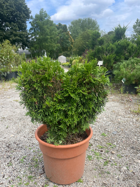 Mini Heart Emerald Green Arborvitae