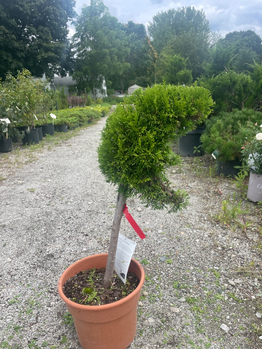 Mini Moon Emerald Green Arborvitae