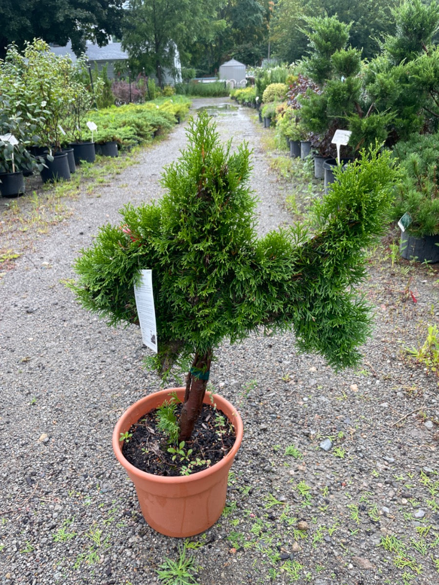Mini Fish Emerald Green Arborvitae