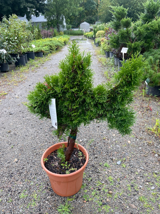 Mini Fish Emerald Green Arborvitae