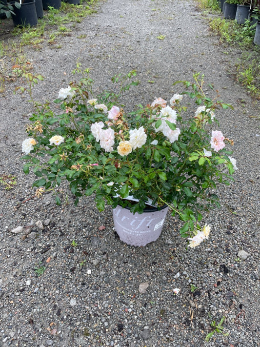 White Drift Rose
