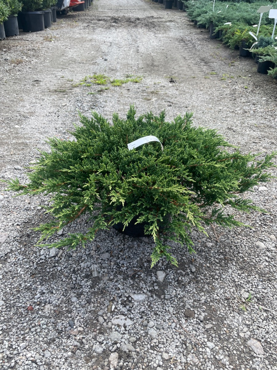 Prince of Wales Juniper