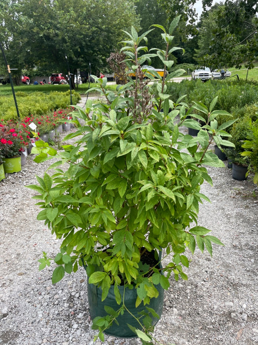 James Macfarlane Lilac