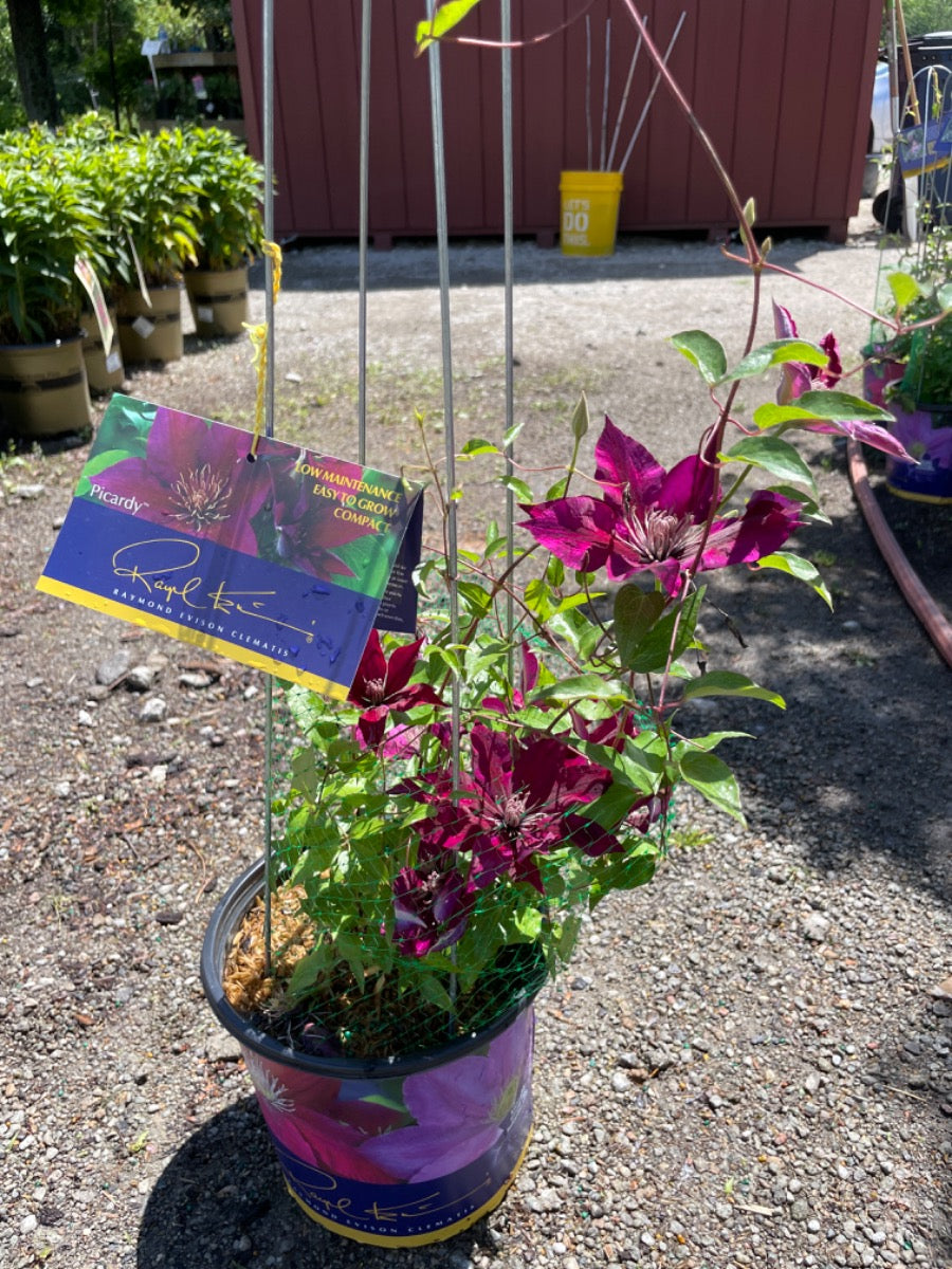 Amethyst Beauty Clematis
