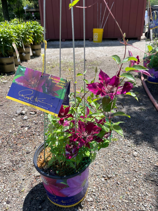 Amethyst Beauty Clematis