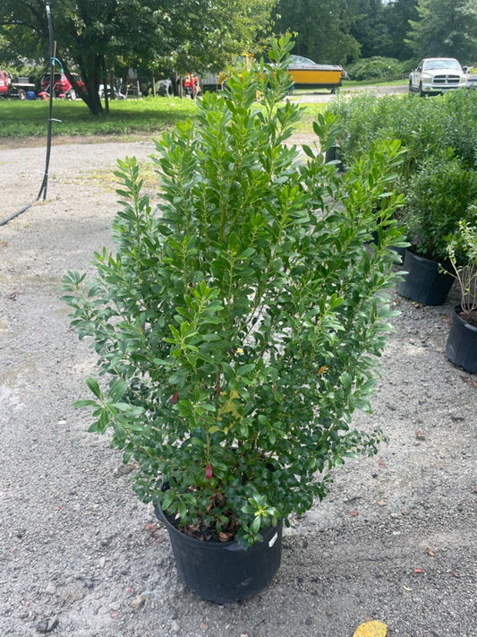 Shamrock Inkberry