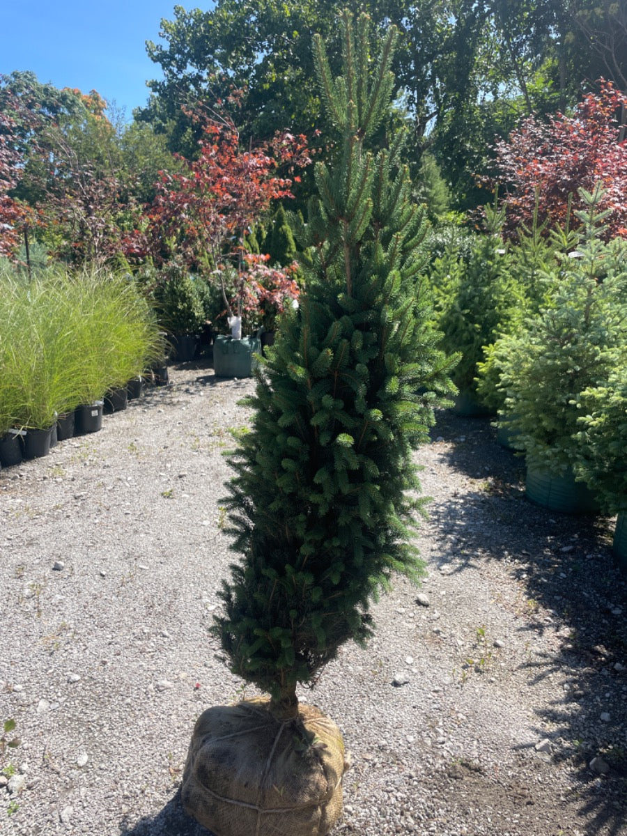 Cupressina Norway Spruce