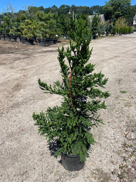 Black Dragon Cryptomeria